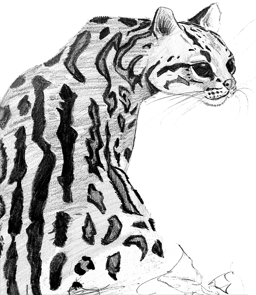 Ocelot